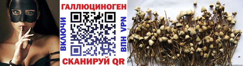 Псилоцибиновые грибы Psilocybe Ворсма